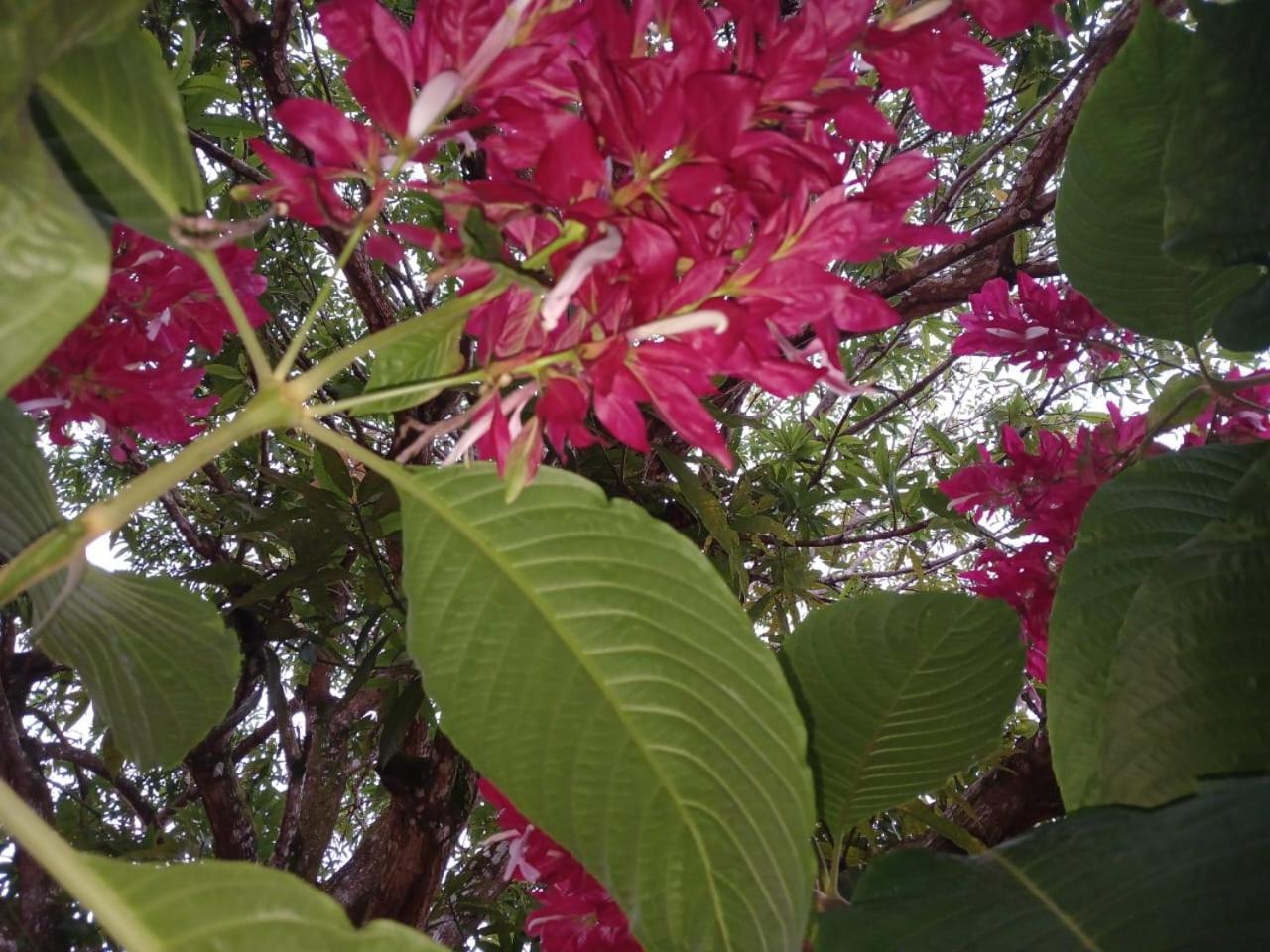 Casa Finca El Rosario San Marcos  ภายนอก รูปภาพ